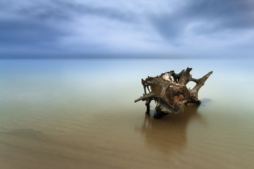 old log in the water / beach is a wild beach, early spring, Ukra