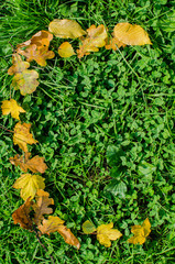 yellow autumn leaves on the green background