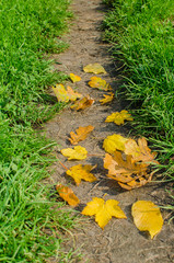 yellow autumn leaves on the green background