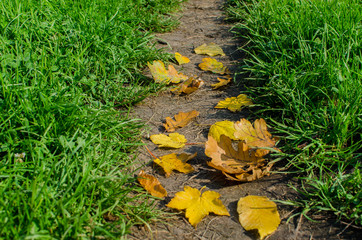 yellow autumn leaves on the green background