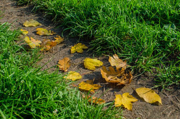 yellow autumn leaves on the green background