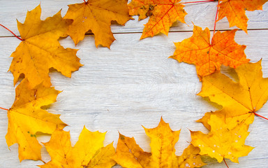 autumn leaves on the plane tree