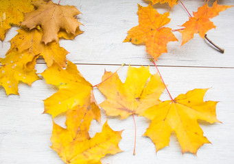 autumn leaves on the plane tree