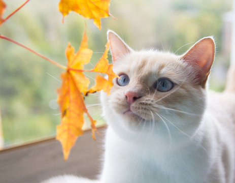 cat playing with autumn leaves