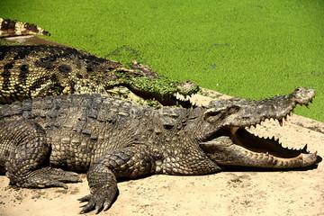 Crocodile is dangerous