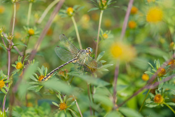 Libellula su un fiore