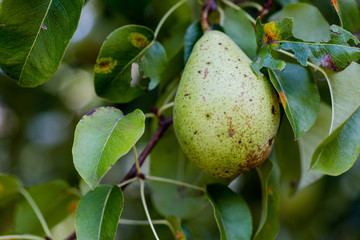 Organic pear