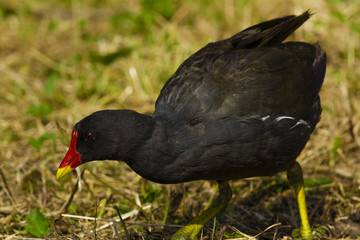 Gorgeous eurasian coot ,  beautifuly detailed features 