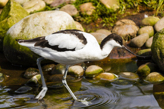 Beautiful Avocetta walking on the river 
