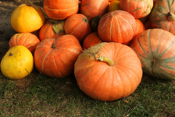 Ripe bright pumpkin lie on the ground after harvest