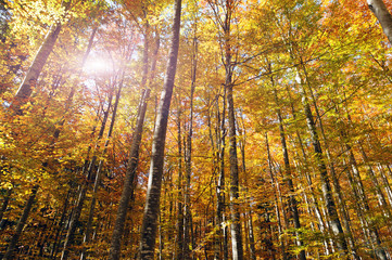 Beautiful golden forest treetops in fall.