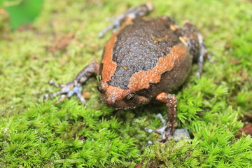 Banded bullfrog (Kaloula pulchra) in Kaengkrachan National Park, Thailand

