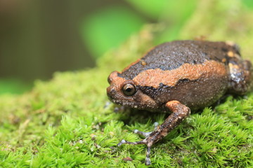 Banded bullfrog (Kaloula pulchra) in Kaengkrachan National Park, Thailand
