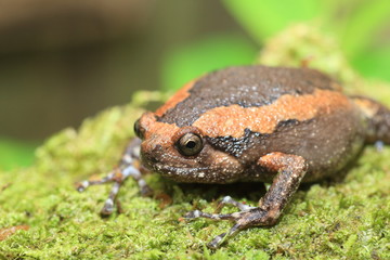 Banded bullfrog (Kaloula pulchra) in Kaengkrachan National Park, Thailand
