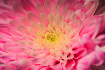 Pattern petal of chrysanthemum flower in texture