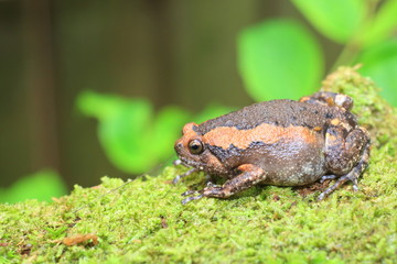 Banded bullfrog (Kaloula pulchra) in Kaengkrachan National Park, Thailand
