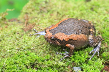 Banded bullfrog (Kaloula pulchra) in Kaengkrachan National Park, Thailand
