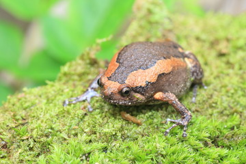 Naklejka premium Banded bullfrog (Kaloula pulchra) in Kaengkrachan National Park, Thailand 