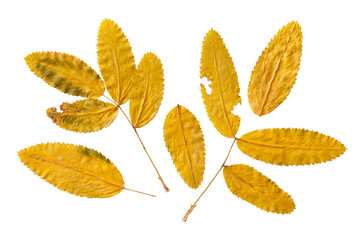 dry autumn leaves of rowan  isolated on a white background