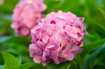 Close-up of Hydrangea flowers. Beautiful bush of hydrangea flowers in a garden. Pink hydrangea. Hortensia flowers