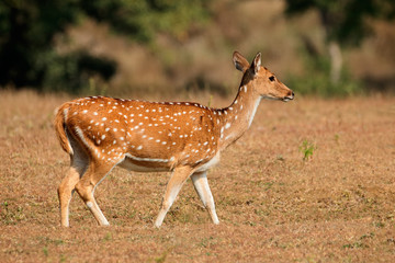 Naklejka na ściany i meble Female spotted deer or chital (Axis axis), Kanha National Park, India