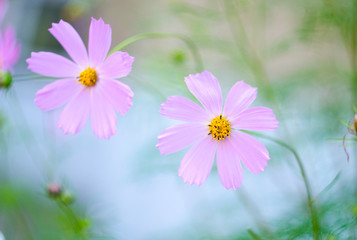 Beautiful bright pink flowers growing in the garden. Close-up of pink flowers with blurred background