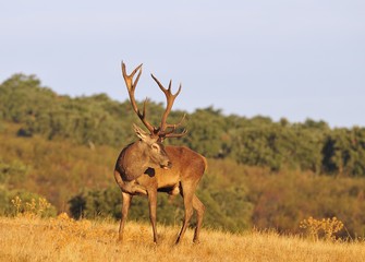 A adult red deer stag.