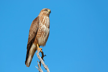 A Steppe buzzard (Buteo buteo) perched on a branch, South Africa