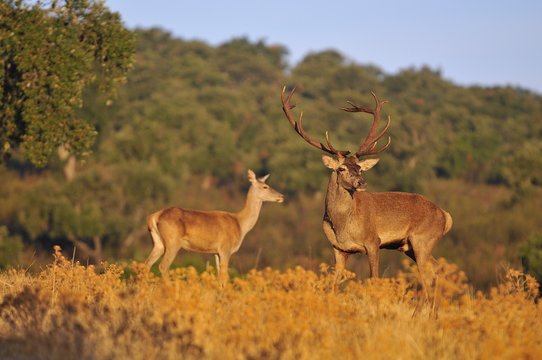 Fototapeta A adult red deer stag.