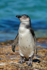 A young African penguin (Spheniscus demersus) on coastal rocks, Western Cape, South Africa