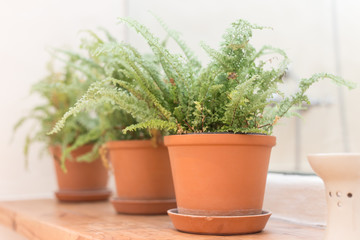 Fern in vase on wood table,Selective focus