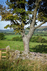 North York Moors view