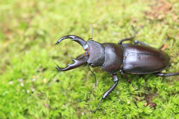 Kirchnerius guangxii stag beetle in China

