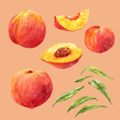 Watercolor hand drawn peach