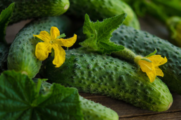 Harvest cucumbers on the wooden background
