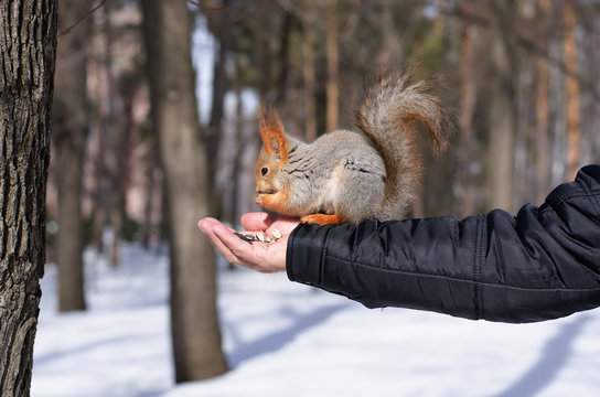 Squirrel eating nuts from man hand