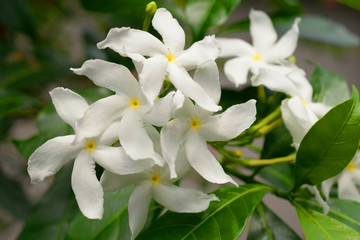 White crape jasmine flowers