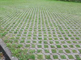 Fototapeta premium Weeds in cobble stones