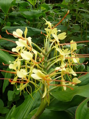 Nature des &icirc;les