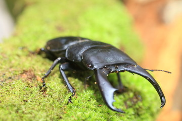 Dorcus titanus typhon stag beetle in Catanduanes Island, North Philippines
