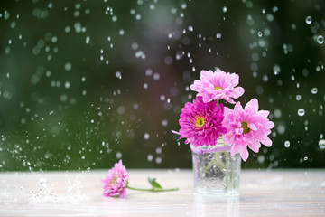 Pink Chrysanthemum under the rain, selective focus