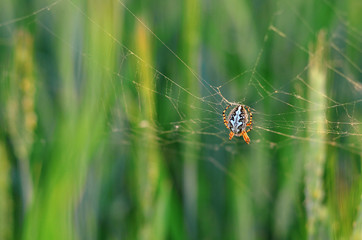 Female spider Aculepeira ceropegia