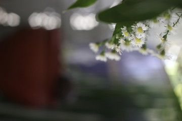 small white flowers at top right, for background