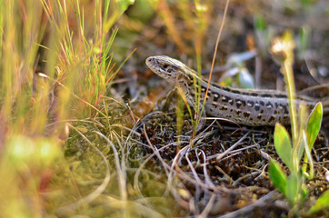 Sand lizard (Lacerta agilis)