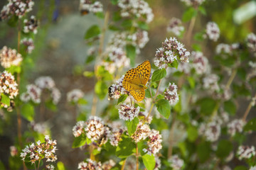 Silver-washed Fritillary butterfly