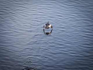 Eurasian Widgeon Taking Off