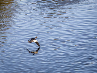 Eurasian Widgeon Flying over Water