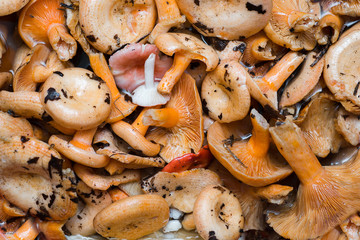 Orange mushrooms. Lactarius section Deliciosi