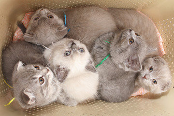 kittens in a bag for transport to a white background.