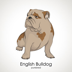 Bulldog